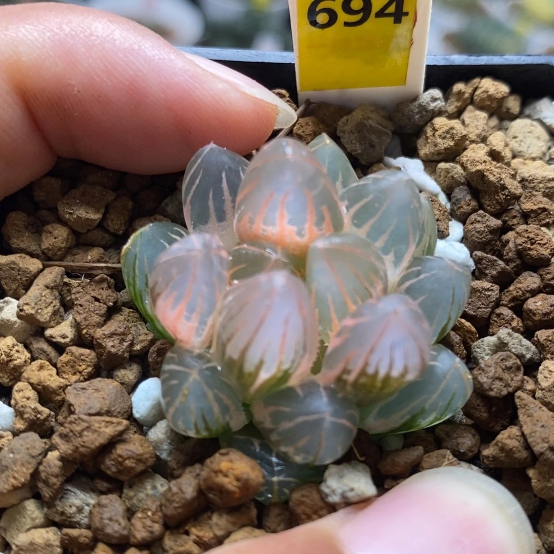 694糊斑霓虹灯玉露锦