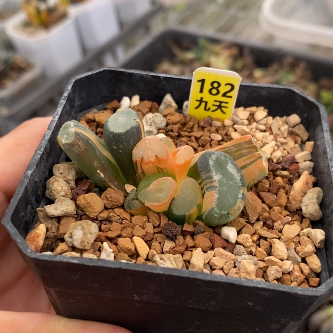 182号透镜万象锦带盆发货