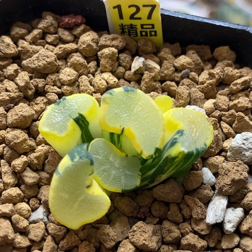 【闪购商品】127大明湖