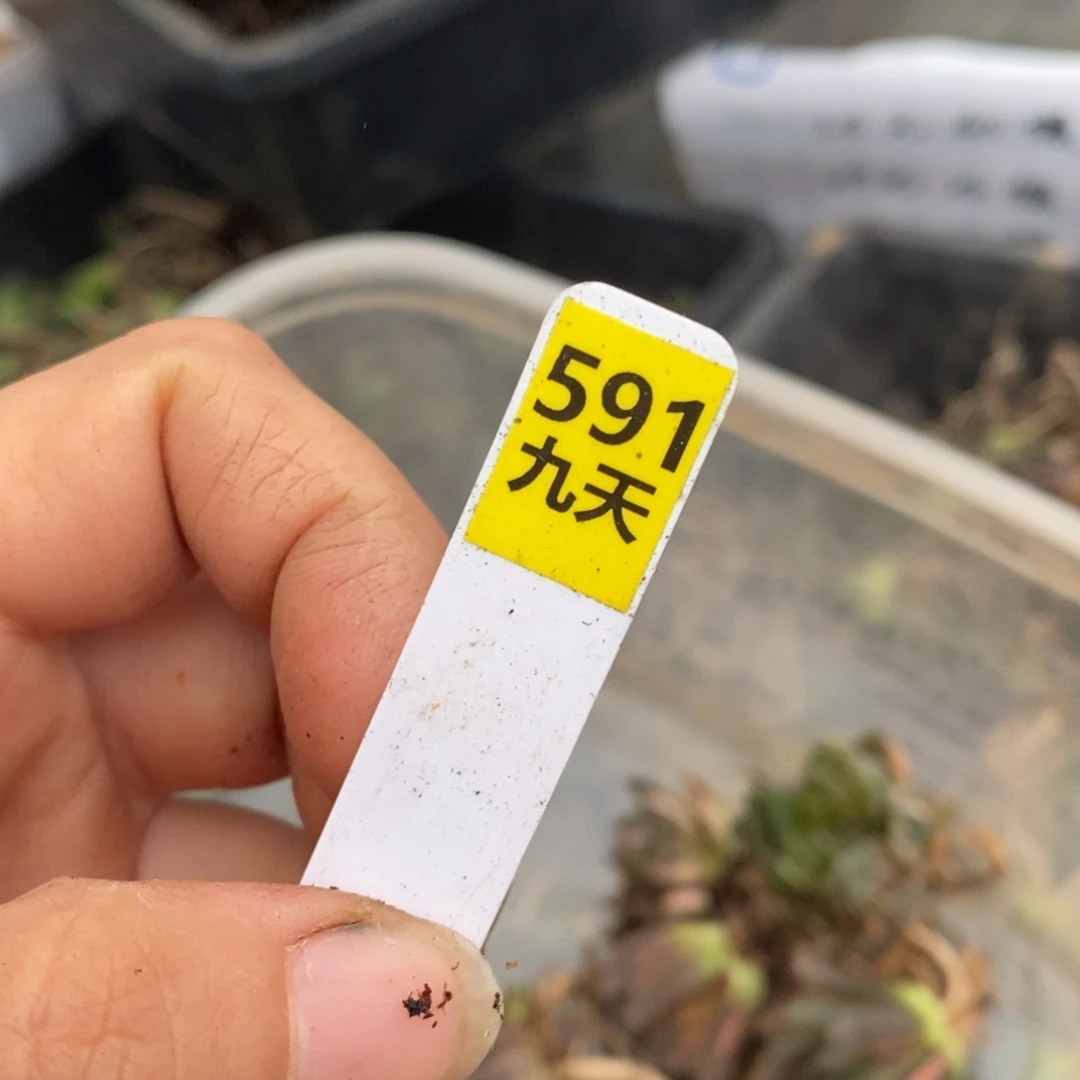 591号30元10颗无根苗