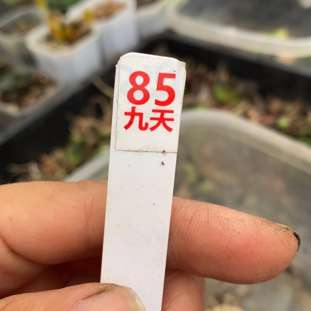 85号4颗80元无根苗