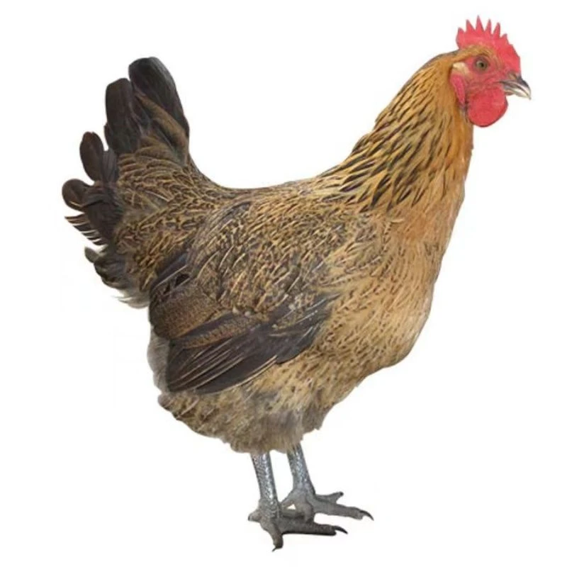 【均重半斤左右】正宗纯种散养活体青脚麻羽鸡公母可选品质保证