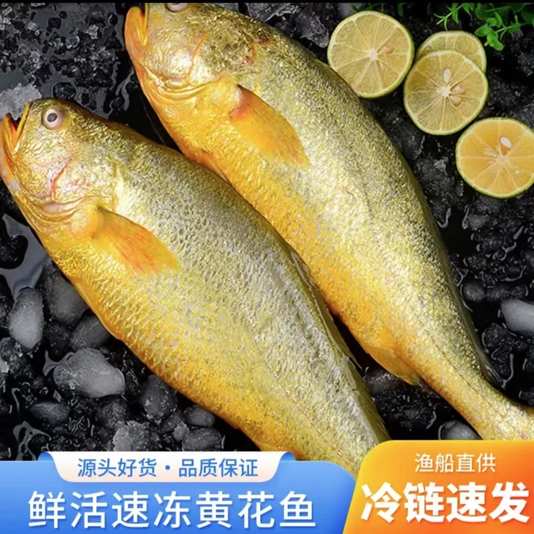 新鲜鲜冻野生大黄鱼冷链发货四条大黄鱼，一条8两