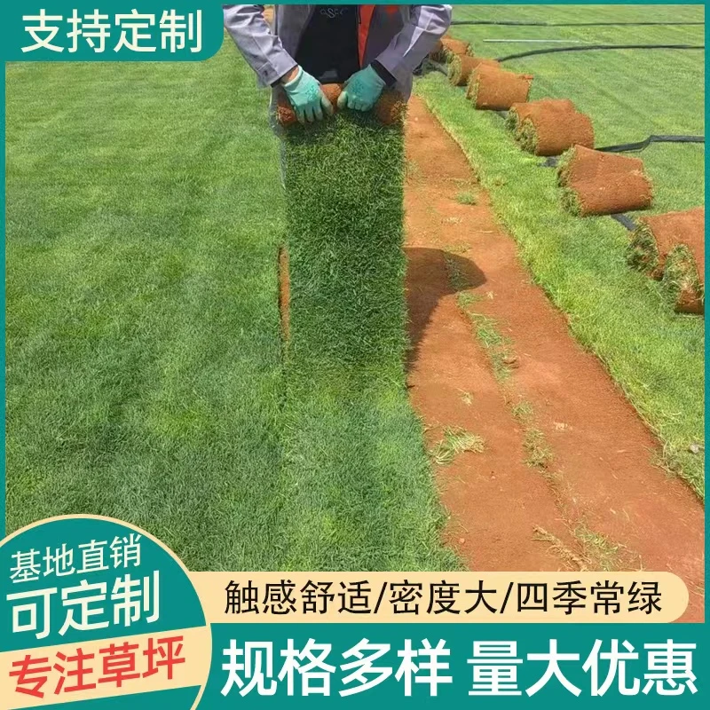 带土真草坪草皮四季常青马尼拉果岭草剪股颖台湾草庭院别墅绿化