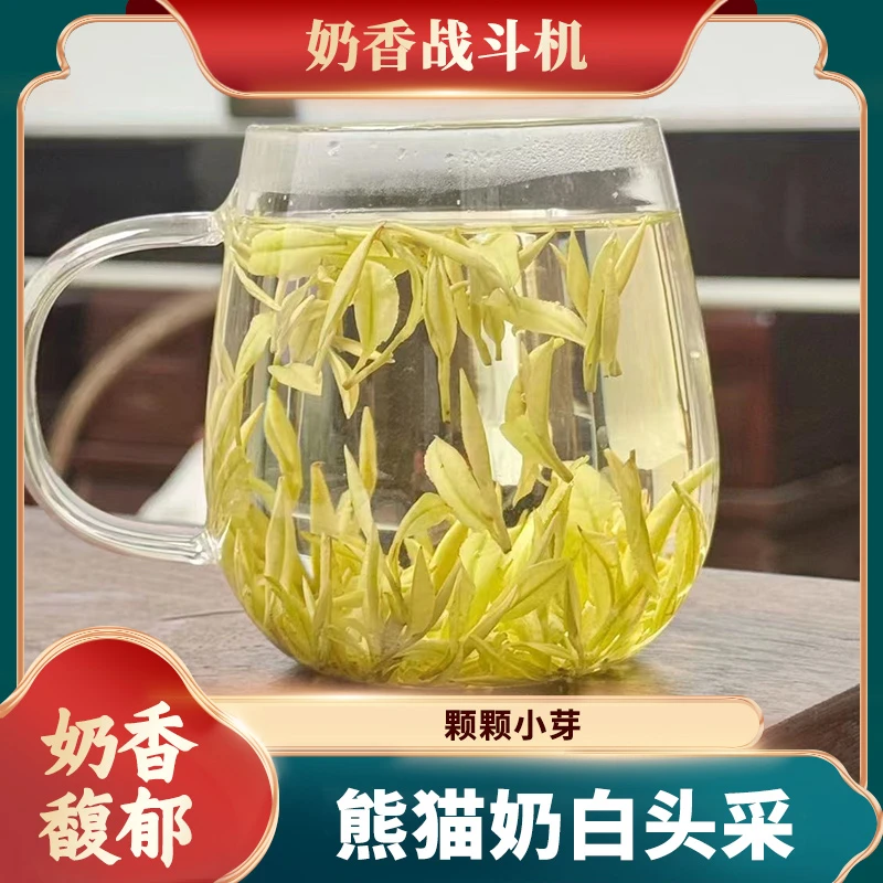 正宗2024年奶白黄金芽开园头采