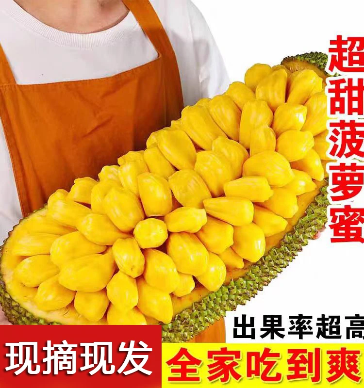 海南菠萝蜜新鲜水果包邮黄肉波罗菠萝蜜一整个水果新鲜整箱当季红