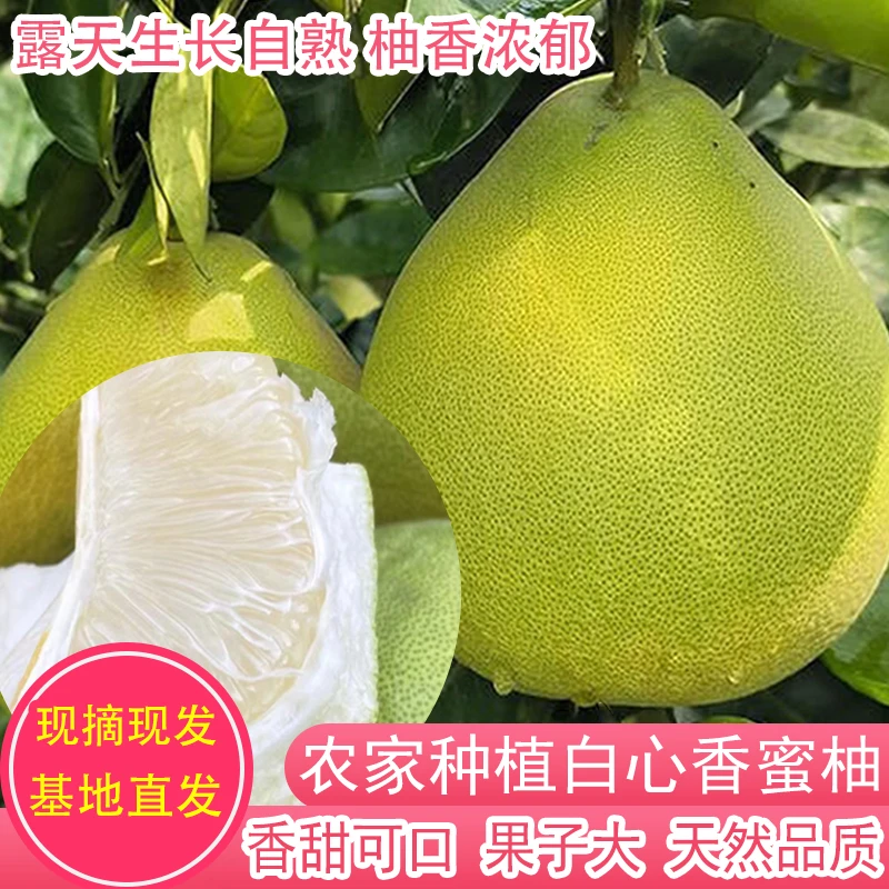 铜仁万山香柚雪峰柚新鲜应季5斤/9斤孕妇水果多汁小柚子包邮网纹