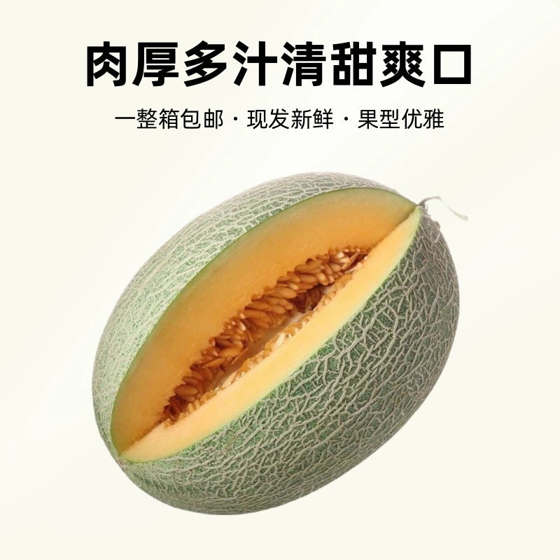 正宗哈密瓜爆甜薄皮晓密25号当季新鲜水果产地直发一整箱包邮网纹