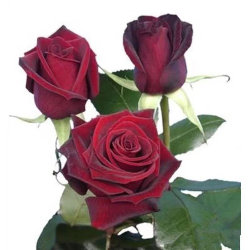 春霏阁《黑魔术》大花浓香型