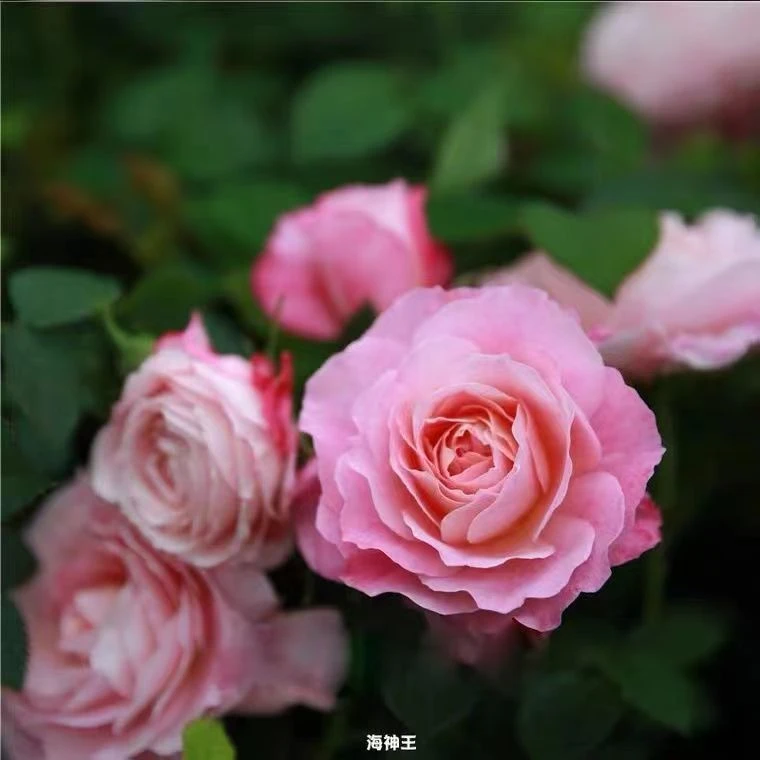 春霏阁《海神王》阳台庭院多头勤花