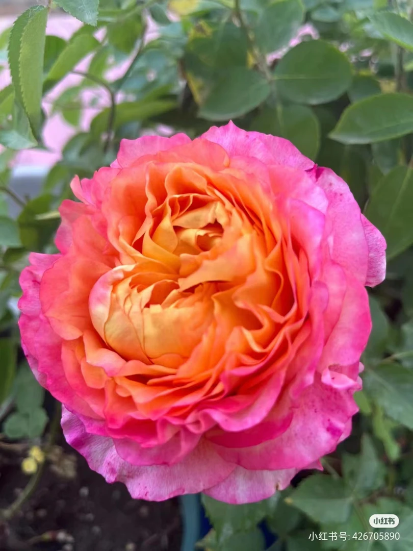 春霏阁《大花美人》月季大花浓香阳台庭院