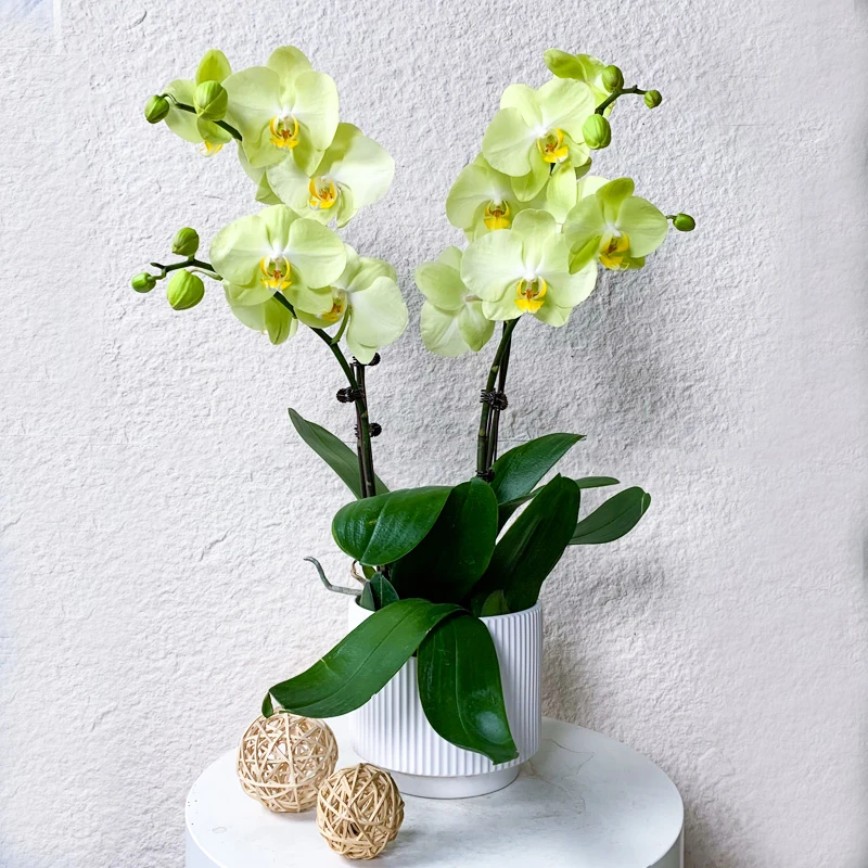 【芳美神话】鲜花蝴蝶兰 带花带花苞 绿色精致轻奢高级感室内花卉