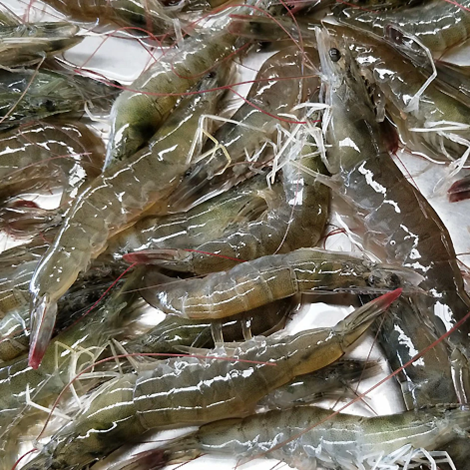 【15个/斤】鲜活虾 盐汪子虾 肉质甜美 天津发货