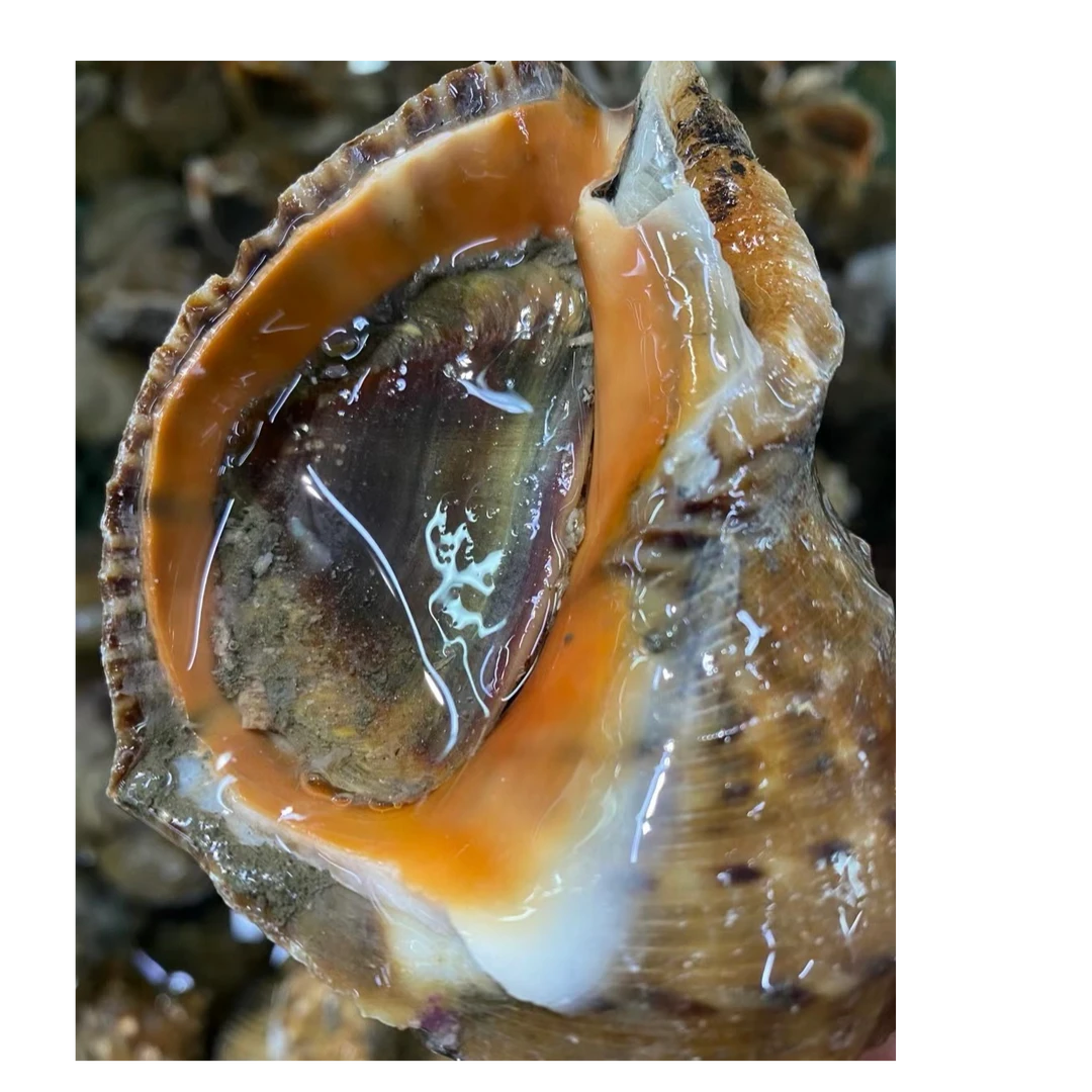 鲜活海螺 约500g 4-6个/斤