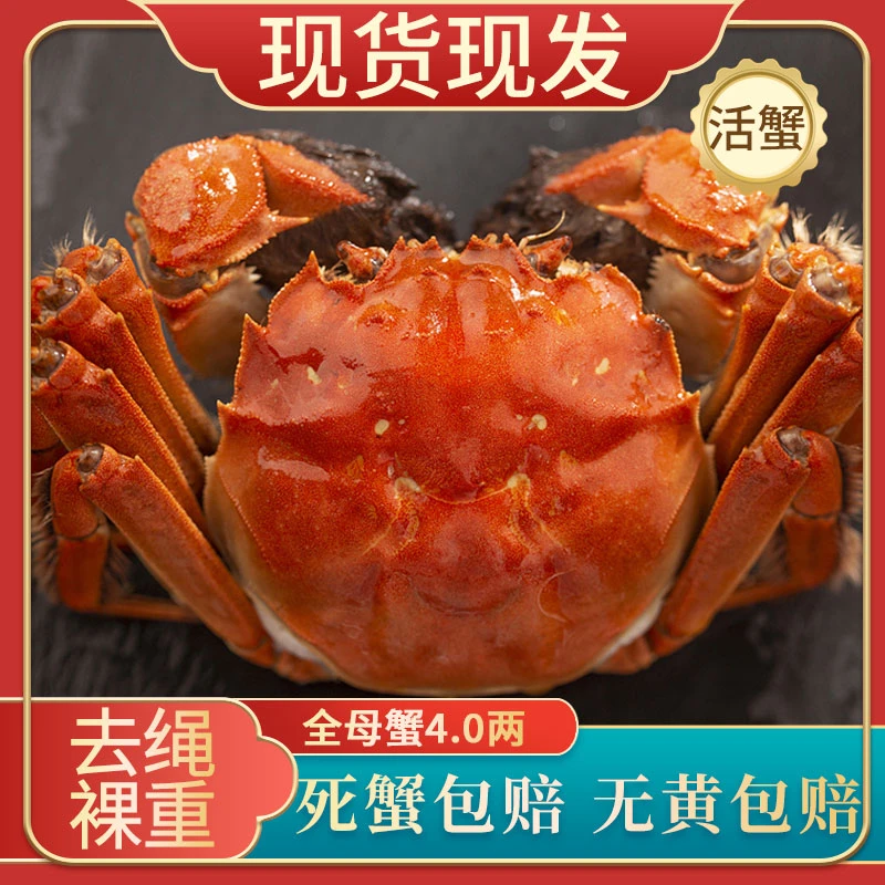 【活蟹】T姑苏水乡精品大闸蟹母蟹4.0两4只/8只鲜活礼盒装