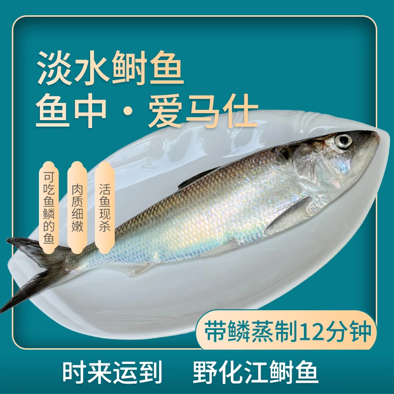 姑苏水乡淡水鲥鱼0.8斤-1斤/条净含量营养真空锁鲜顺丰冷链冰鲜