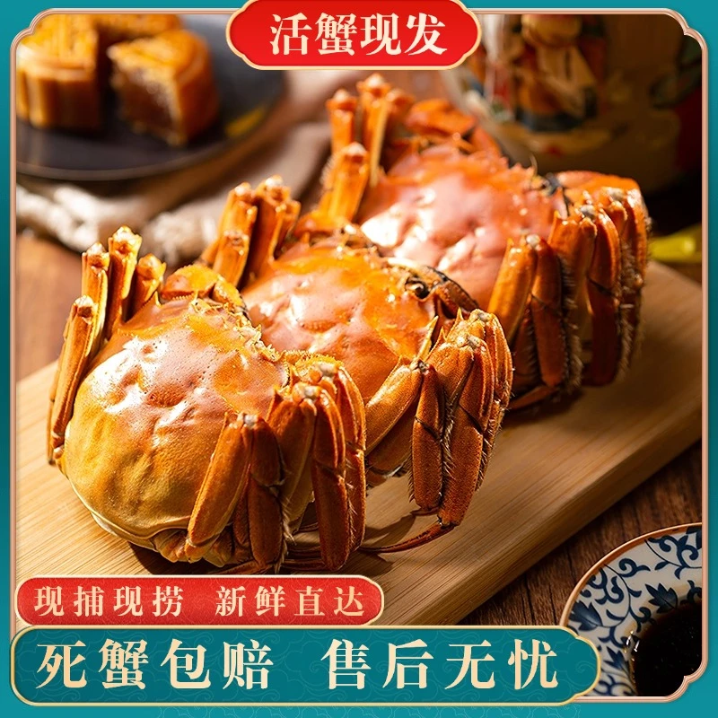 [活蟹]苏州精品大闸蟹全母蟹3.5-3.8两8-10只鲜活礼盒装
