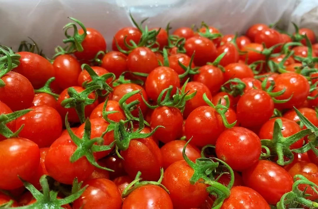 A级-纯甜玲珑小番茄-5颗星推荐（非市面上难吃的小柿子）