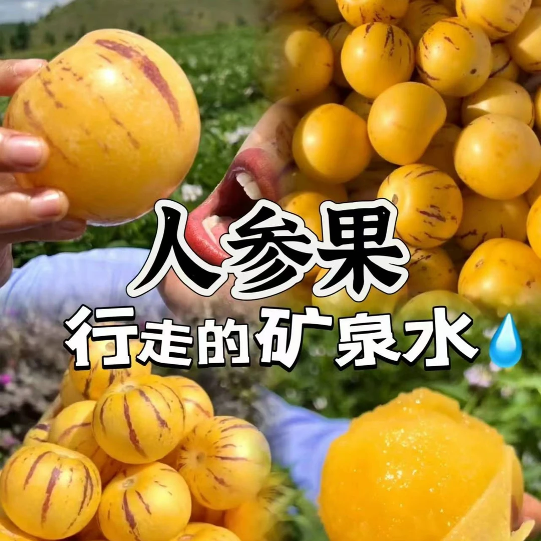人参果 特大果口感好（1.6斤-2斤）