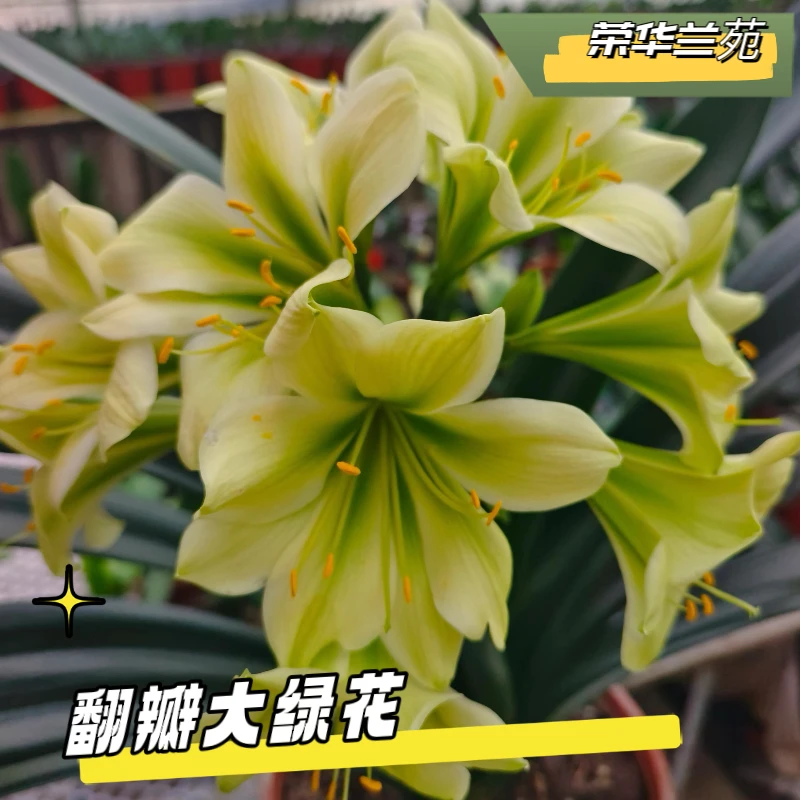 君子兰绿花【萍尾绿】翻瓣绿