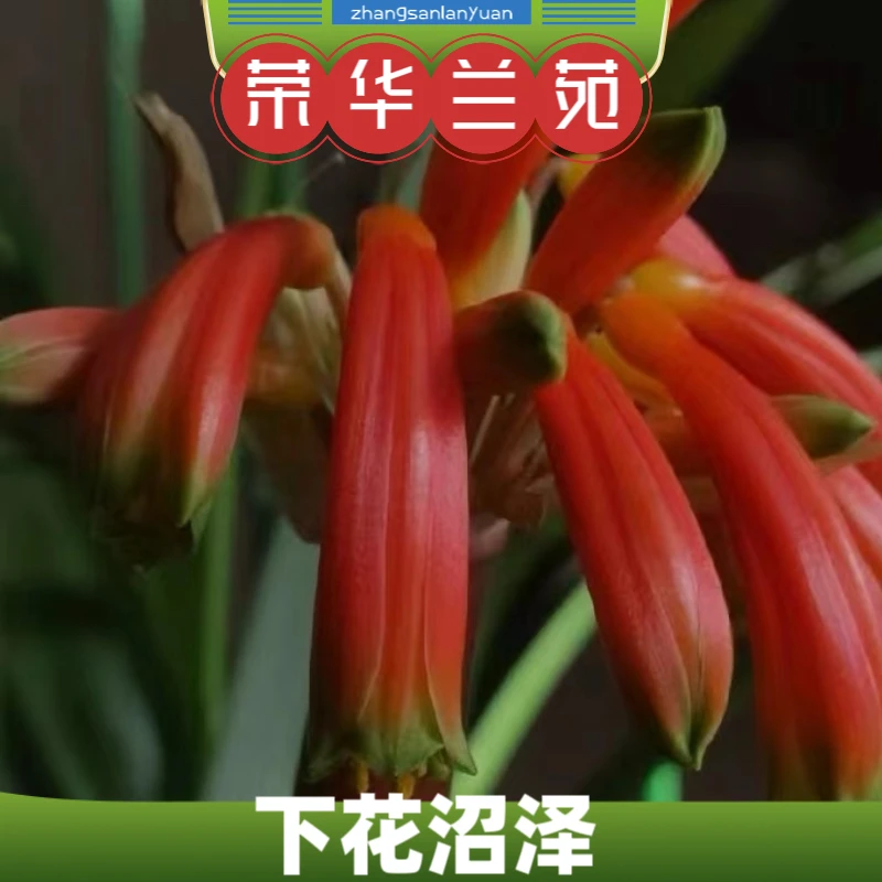 君子兰沼泽异色花卉下垂花