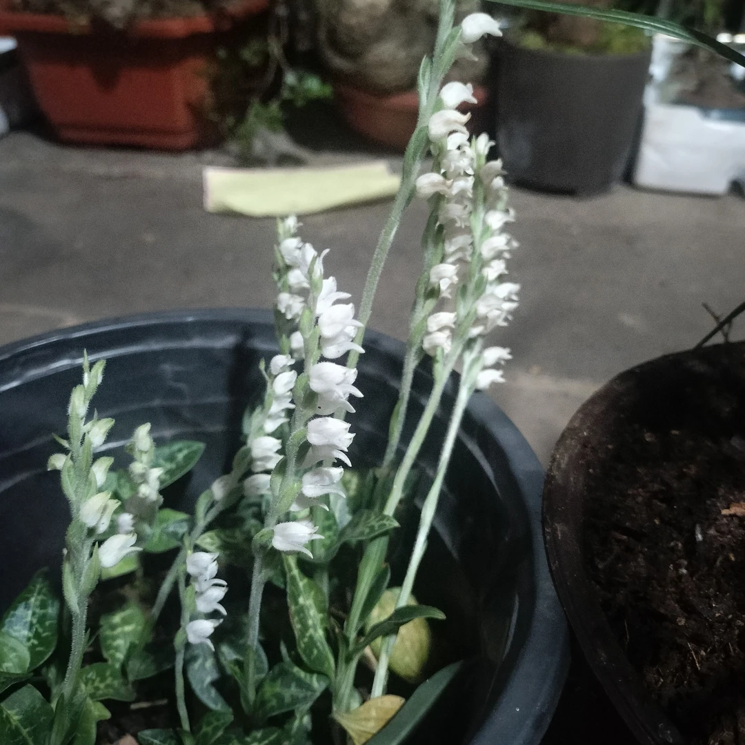 云南稀奇古怪的绿植，银线、春草、独蒜、越橘、石斛，私拍随机发货