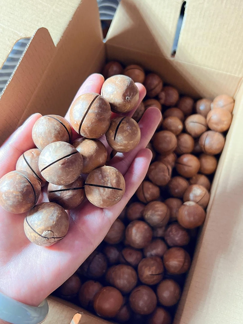 临沧永德夏威夷果原味两斤装