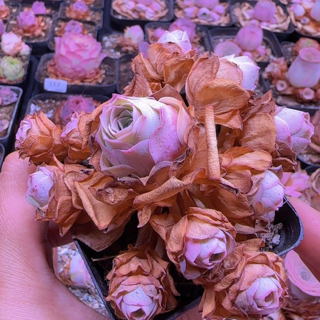 小鹿兜七方杯手捧-125-福利