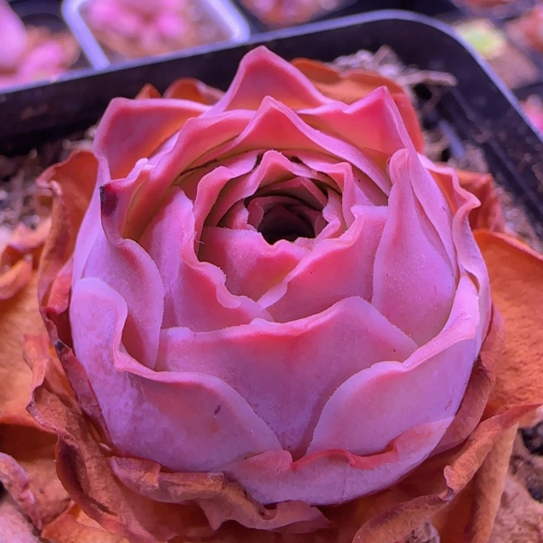 魅影玫瑰七方杯-233福利