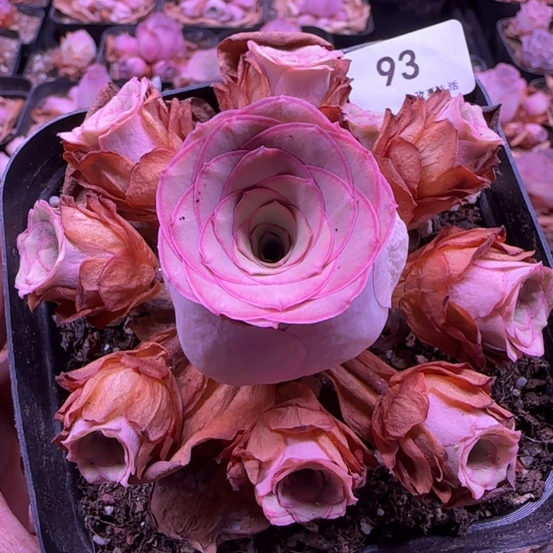 锦书玫瑰十方杯大手捧-93