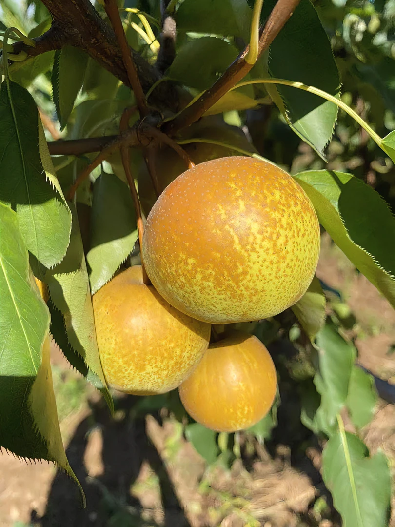 【美味花盖梨】鞍山好吃自家果园12个果/泡沫箱净重【3.5斤+起】细腻