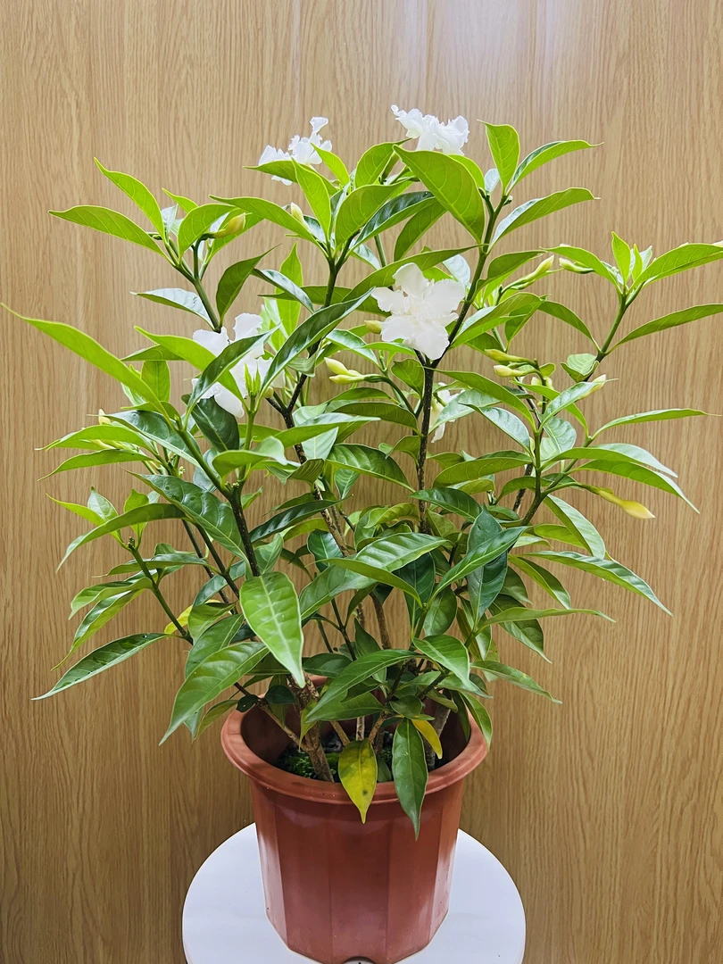 【带花苞发货】40-50CM水晶茉莉狗牙花盆栽源头基地直发