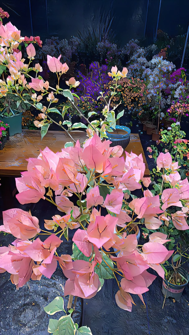 三角梅各品种（一物一拍）（0度以下慎拍）