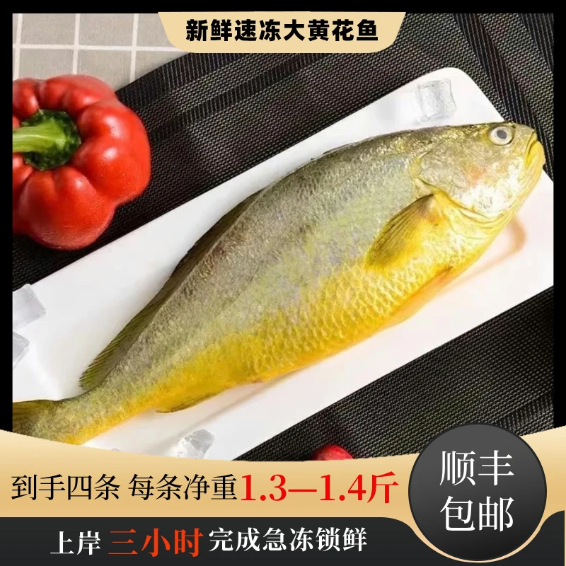 大大号 大黄花鱼 每条1.3-1.4斤  肉嫩刺少  鲜活速冻 顺丰发货