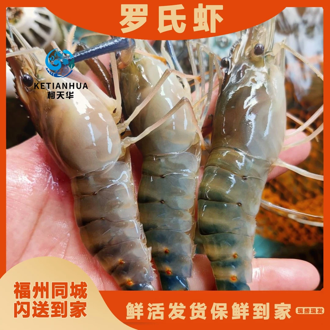 【天华活鲜】罗氏虾1斤草虾大虾鲜活水产大头虾鲜嫩活虾 福州发货