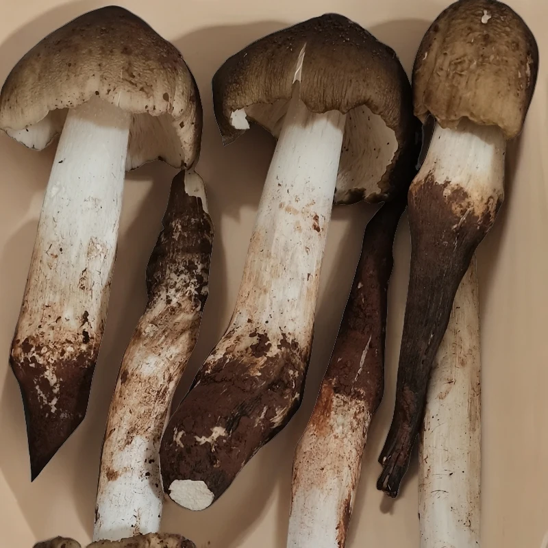 新鲜鸡枞菌/斗鸡菇/三塔菌/半开伞500g四川产地直发食用产品