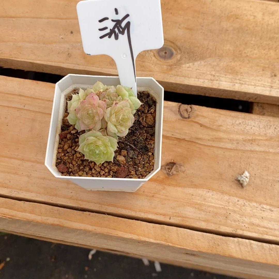 三*6666666666多肉