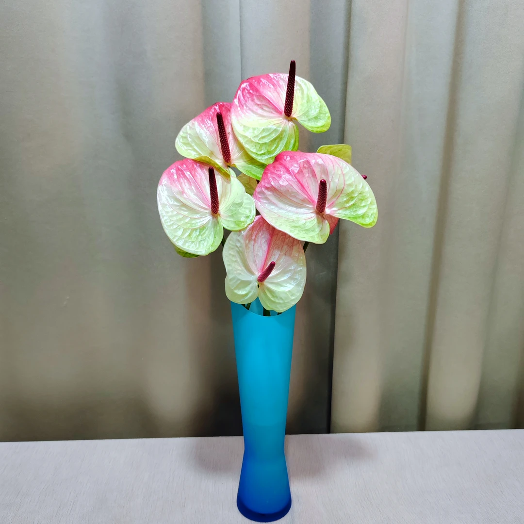 【掌品无限】塞菲拉 高端鲜切红掌花卉花卉室内植物耐放