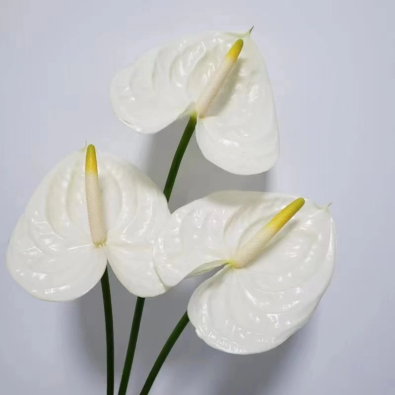【掌品无限】那一刻 鲜切红掌花卉室内植物耐放