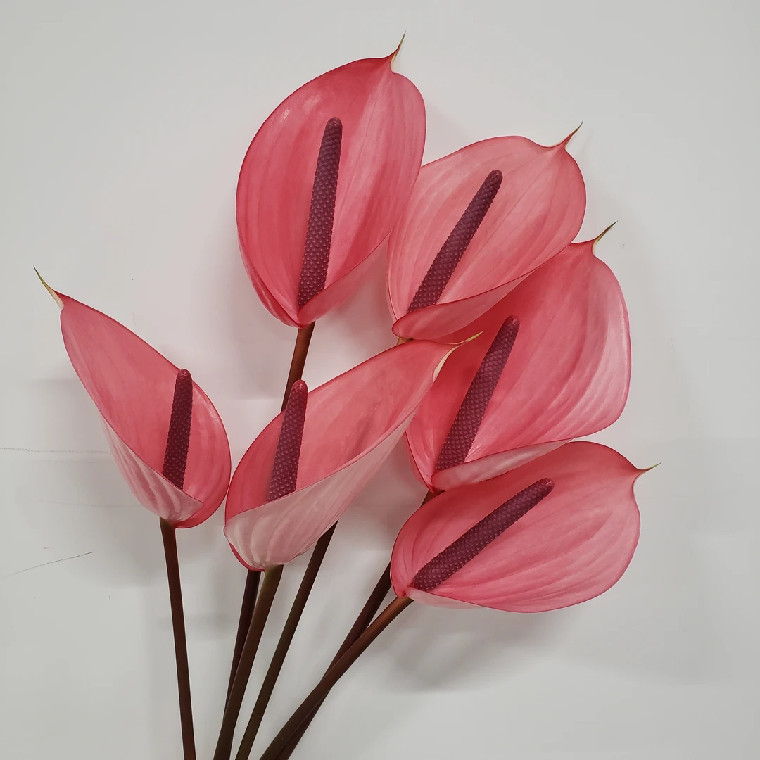 【掌品无限】萨维尔 鲜切红掌花卉室内植物耐放