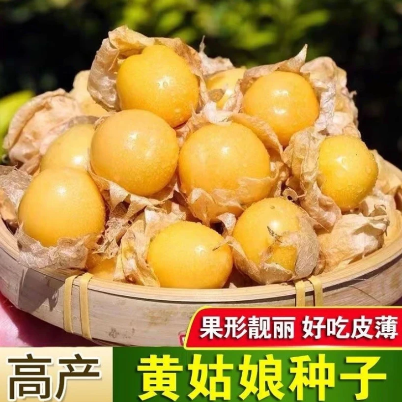 【拍2送1】黄菇娘种子灯笼果种子奶香菇娘果种籽水果春秋庭院播种