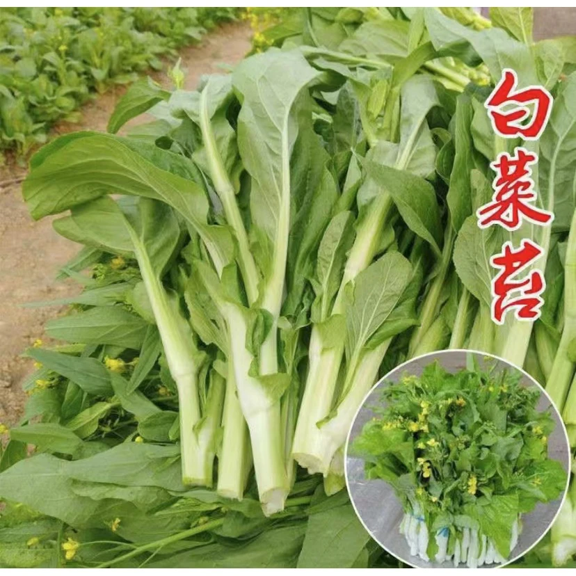 【拍2送1】甜脆白菜苔种子四季可种阳台庭院种植脆嫩可口蔬菜种籽