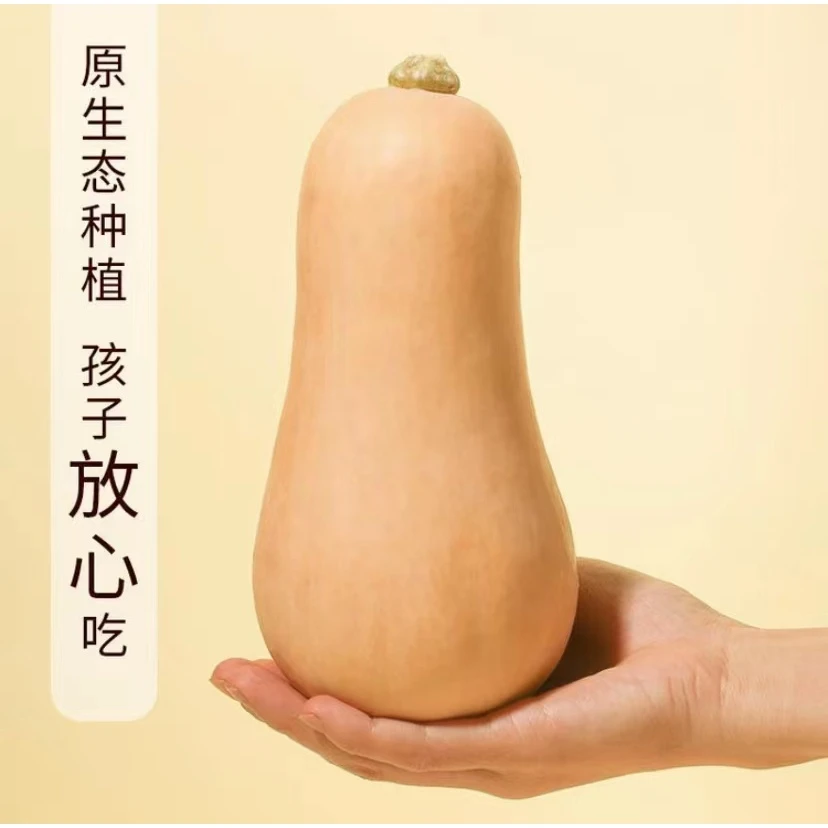 奶油南瓜种子/密本南瓜种籽