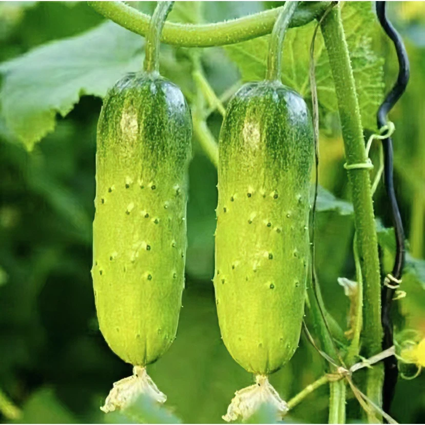 水果黄瓜种子蔬菜种籽四季种植可爬藤可地爬蔬菜种子【拍2发3】