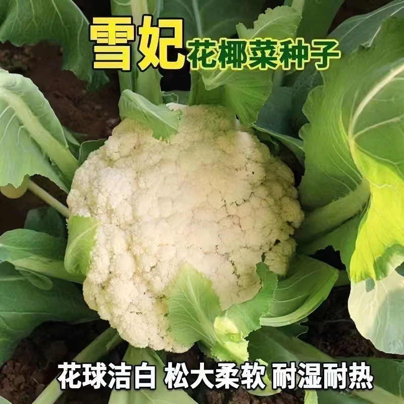 【拍2送1】雪妃有机菜花种籽早熟耐热耐寒有机蔬菜种子