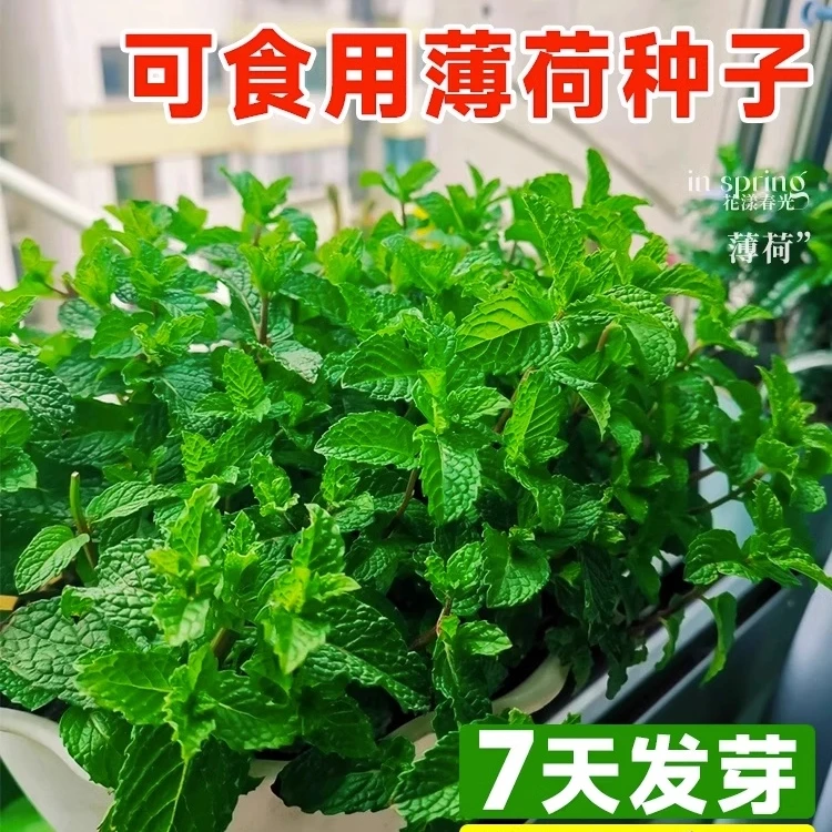 【拍2送1】食用薄荷种子盆栽薄荷花含羞驱蚊草种孑柠檬留兰香薄荷