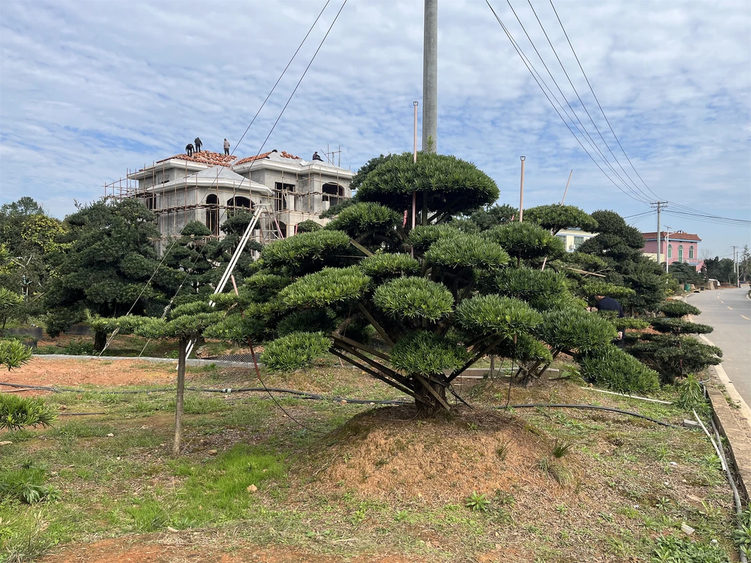 庭院绿化景观树，小区公园绿化造景树罗汉松