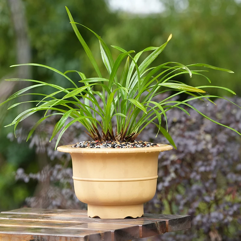 轻奢 东门慕古腰线高足盆 原矿紫砂 名家手工兰花建兰群兰盆景盆