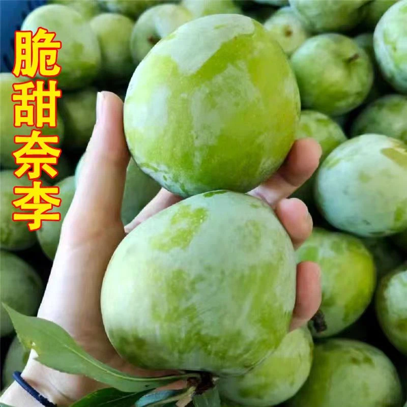 【5斤特惠装】油奈李新鲜奈果现摘福建青奈福建脆李蜂糖脱骨李脆爽