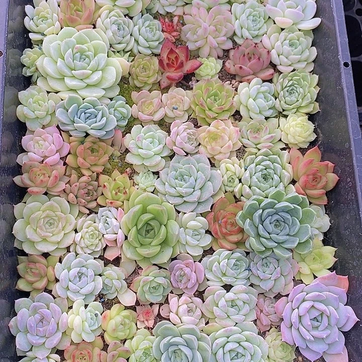 171 多肉植物盆栽花卉植物